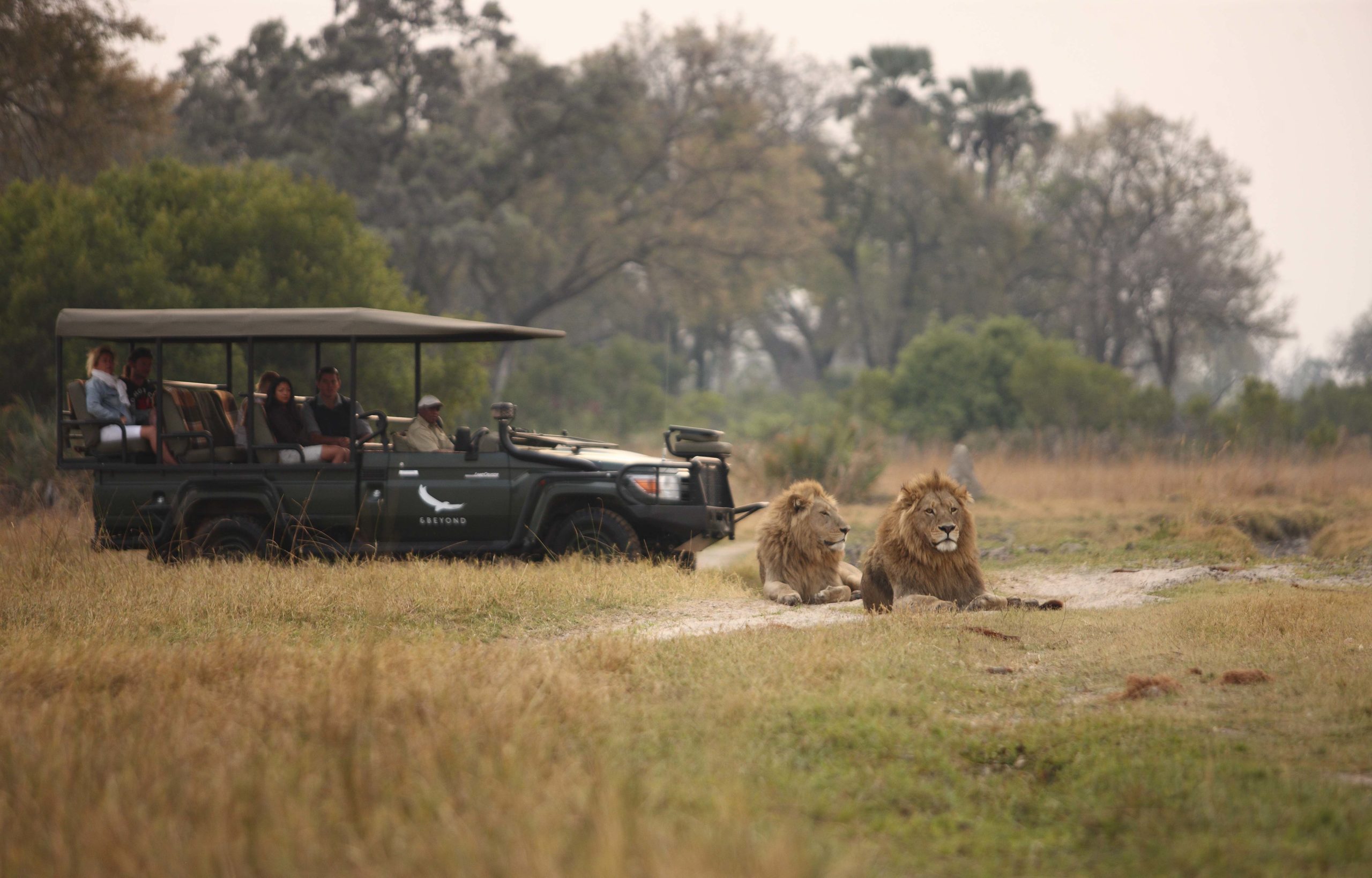 Two male lions on safari game drive, andBeyond Sandibe