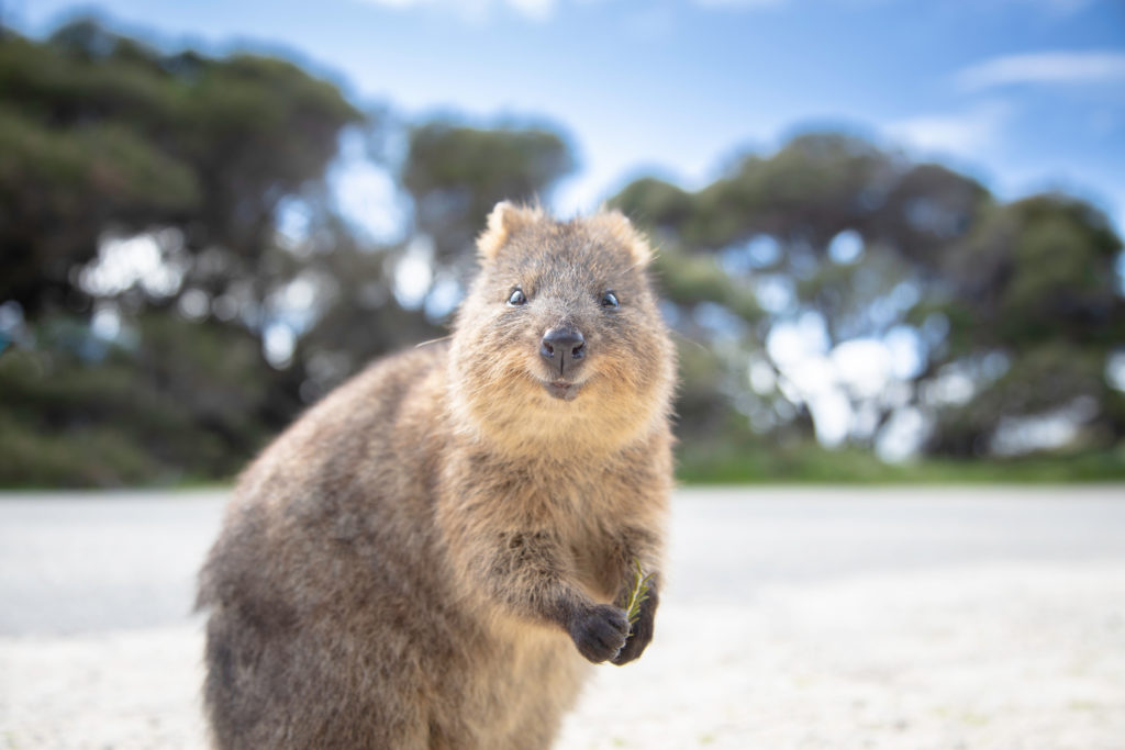 A Quokka on Western Australia's Rottnest Island smiling at a camera while holding a leaf